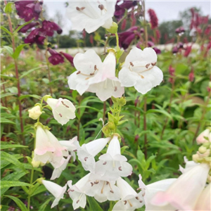 Penstemon 'Wedding Day'